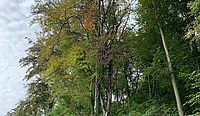 Mehrer Bäume im Bölklinger Stadtwald, die gefällt werden müssen.